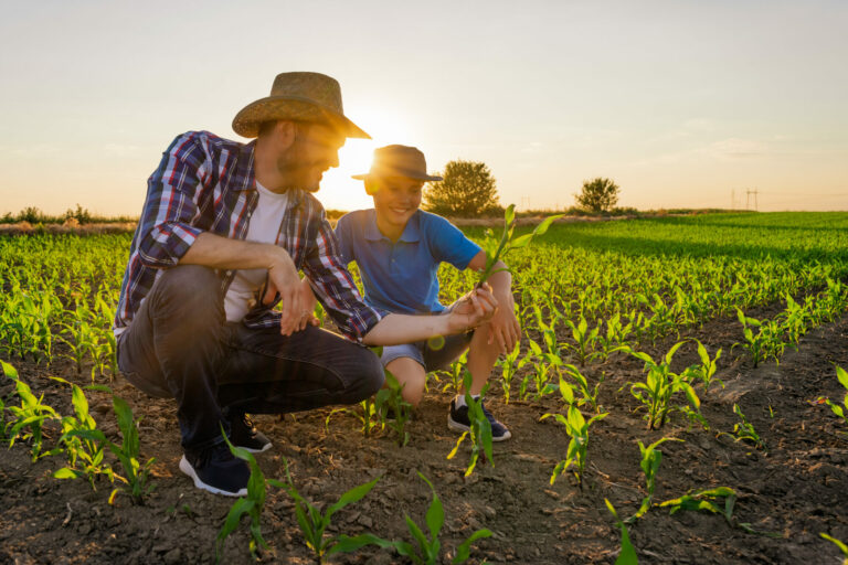 Farmer and his son are examining their growing corn field. They are happy because of successful sowing.