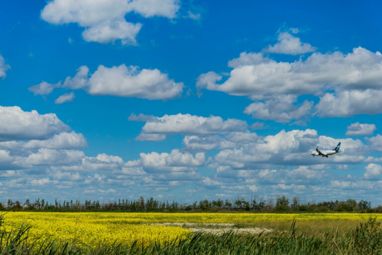 Canola field, Leduc, near Edmonton International Airport, , Alberta, Canada