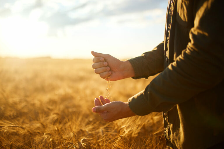 Hand of a farmer holding wheat grains In the field in sunset. Rich harvest.