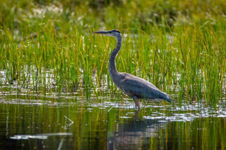 Geat blue heron in the marsh